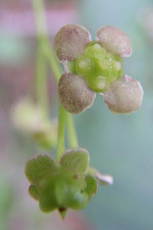 Euonymus latifolius \ Breitblttriges Pfaffenhtchen, Kroatien Plitvička 1.6.2008