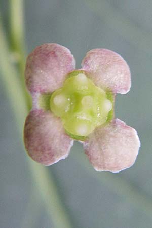 Euonymus latifolius / Broad-Leaf Spindle, Croatia Plitvička 1.6.2008