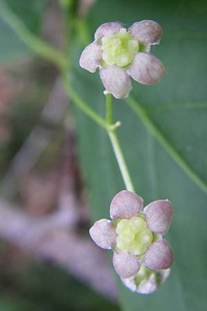 Euonymus latifolius / Broad-Leaf Spindle, Croatia Plitvička 1.6.2008