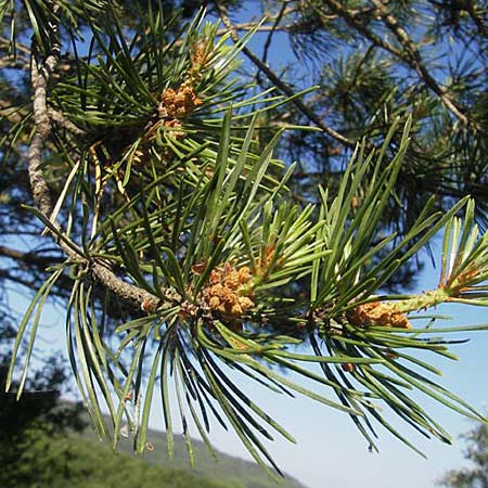 Pinus nigra \ Schwarz-Kiefer / Black Pine, Austrian Pine, Kroatien/Croatia Učka 29.6.2010