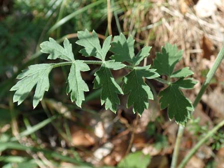 Pimpinella tragium \ Fels-Bibernelle, Kroatien Učka 12.8.2016