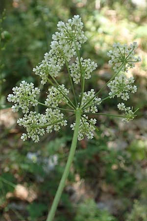 Pimpinella tragium \ Fels-Bibernelle / Buck Burnet Saxifrage, Kroatien/Croatia Učka 12.8.2016