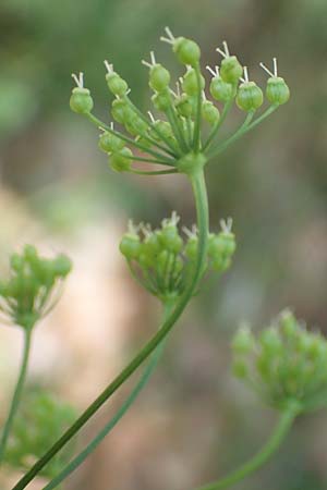 Pimpinella tragium \ Fels-Bibernelle / Buck Burnet Saxifrage, Kroatien/Croatia Učka 12.8.2016