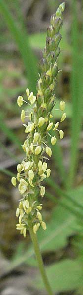 Plantago holosteum \ Kiel-Wegerich / Plantain, Kroatien/Croatia Istrien/Istria, Gračišće 27.5.2006