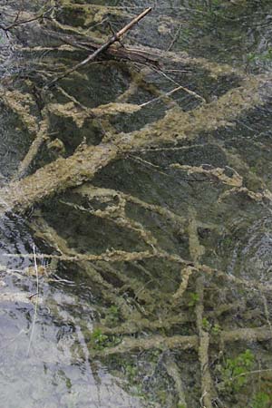 Palustriella commutata \ Abnderndes Starknerv-Moos, Tuff-Moos, Kroatien Plitvička 3.6.2006