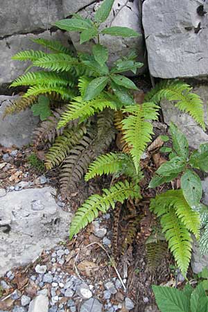 Polystichum lonchitis \ Lanzen-Schildfarn / Northern Holly Fern, Kroatien/Croatia Velebit 30.6.2010