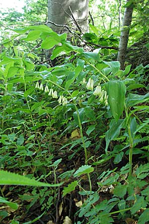 Polygonatum multiflorum \ Vielbltiges Salomonssiegel, Vielbltige Weiwurz, Kroatien Medvednica 5.6.2006