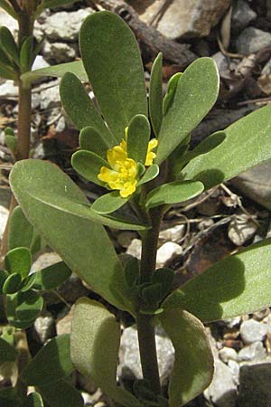 Portulaca oleracea agg. \ Wilder Portulak / Common Purslane, Kroatien/Croatia Senj 18.7.2007