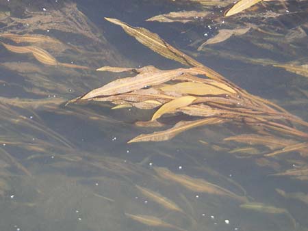 Potamogeton nodosus ? \ Flutendes Laichkraut, Kroatien Donji Budački 31.5.2008