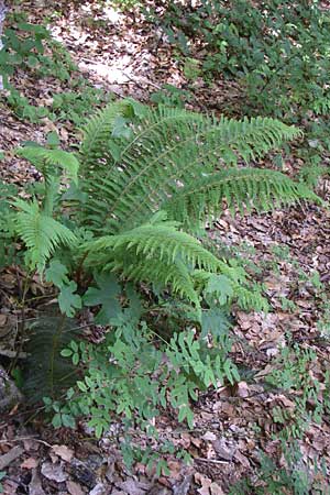 Polystichum aculeatum / Hard Shield Fern, Croatia Plitvička 1.6.2008