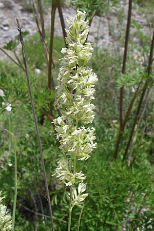 Koeleria pyramidata \ Pyramiden-Kammschmiele, Kroatien Udbina 2.6.2008