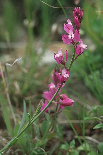 Polygala vulgaris \ Gewhnliche Kreuzblume, Gewhnliches Kreuzblmchen / Common Milkwort, Kroatien/Croatia Korčula, Prizba 5.4.2006