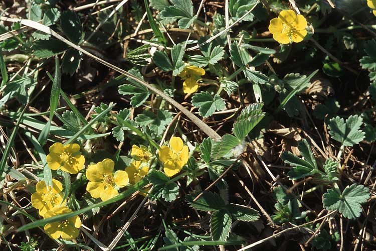 Potentilla incana \ Sand-Fingerkraut / Sand Cinquefoil, Kroatien/Croatia Velebit 8.4.2006