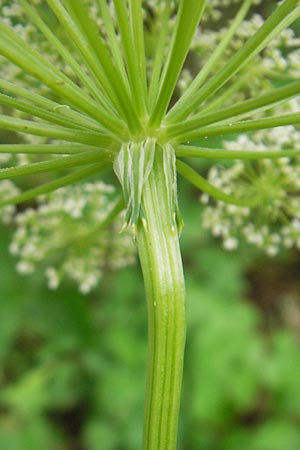 Peucedanum palustre \ Sumpf-Haarstrang / Marsh Hog's Parsley, Milk Parsley, Kroatien/Croatia Medvednica 18.7.2010