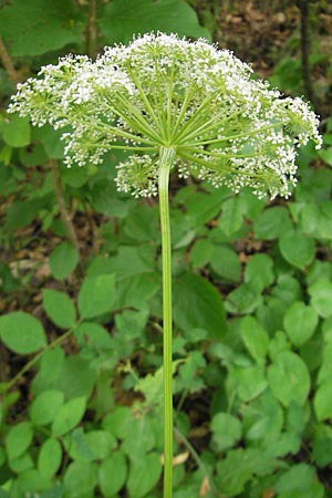 Peucedanum palustre / Marsh Hog's Parsley, Milk Parsley, Croatia Medvednica 18.7.2010