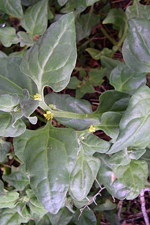 Tetragonia tetragonoides \ Neuseeland-Spinat / New Zealand Spinach, Warrigal Greens, Kroatien/Croatia Istrien/Istria, Premantura 5.6.2008