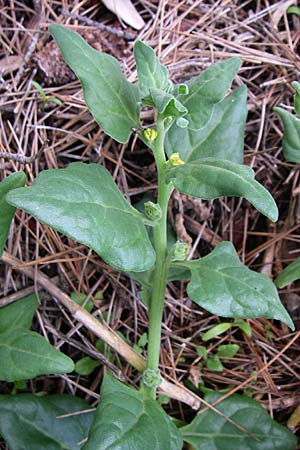 Tetragonia tetragonoides \ Neuseeland-Spinat / New Zealand Spinach, Warrigal Greens, Kroatien/Croatia Istrien/Istria, Premantura 5.6.2008