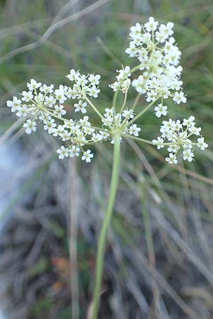 Pimpinella tragium \ Fels-Bibernelle, Kroatien Velebit 19.8.2016