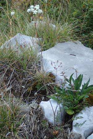 Pimpinella tragium \ Fels-Bibernelle / Buck Burnet Saxifrage, Kroatien/Croatia Velebit 19.8.2016