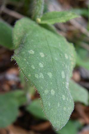 Pulmonaria officinalis \ Echtes Lungenkraut / Lungwort, Kroatien/Croatia Velebit 4.6.2008