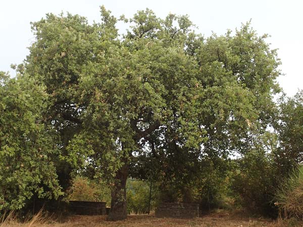 Quercus ilex / Evergreen Oak, Croatia Istria, Labin 17.8.2016