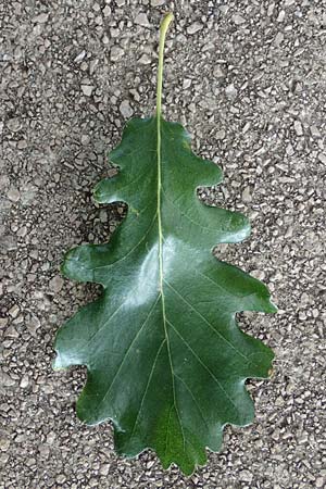 Quercus pubescens \ Flaum-Eiche, Kroatien Istrien, Ičići 17.8.2016