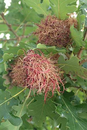 Quercus pubescens \ Flaum-Eiche, Kroatien Istrien, Ičići 17.8.2016