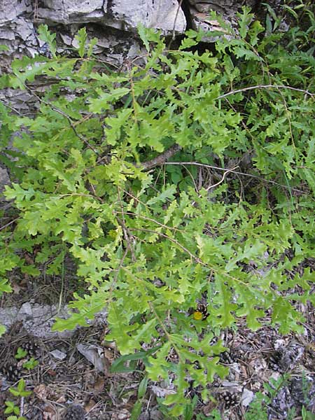 Quercus cerris \ Zerr-Eiche / Turkey Oak, Kroatien/Croatia Učka 29.6.2010