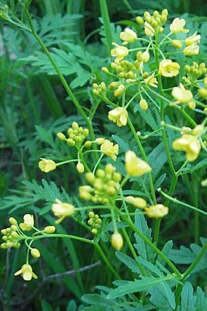 Rorippa x anceps \ Niederliegende Sumpfkresse / Hybrid Yellow-Cress, Kroatien/Croatia Medvednica 30.6.2010