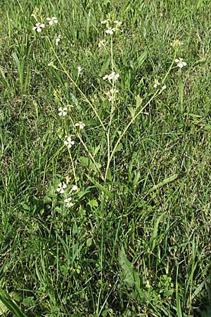 Raphanus raphanistrum subsp. landra \ Gelber Acker-Rettich / Mediterranean Radish, Kroatien/Croatia Istrien/Istria, Poreč 26.5.2006