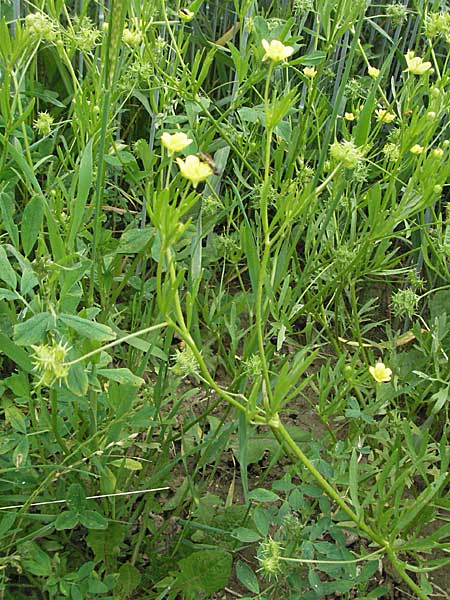 Ranunculus arvensis \ Acker-Hahnenfu, Kroatien Istrien, Gračišće 27.5.2006