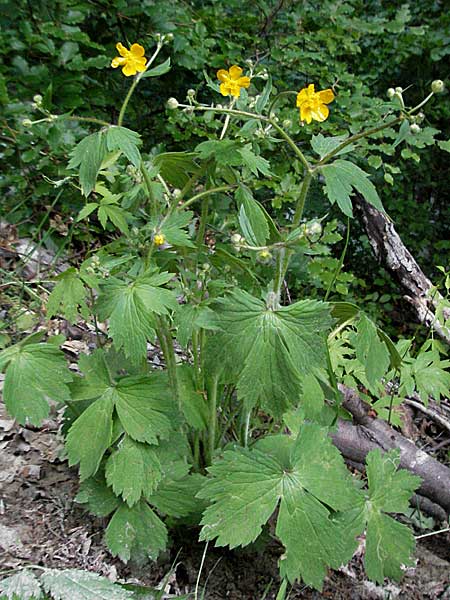 Ranunculus velutinus \ Samtiger Hahnenfu / Velvet Buttercup, Kroatien/Croatia Velebit Zavizan 1.6.2006