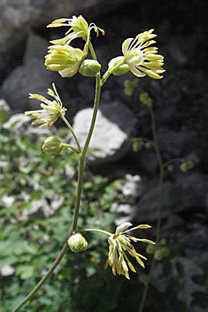 Thalictrum minus \ Kleine Wiesenraute / Lesser Meadow-Rue, Kroatien/Croatia Velebit Zavizan 17.7.2007