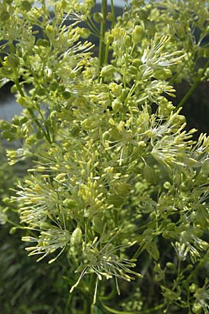 Thalictrum flavum \ Gelbe Wiesenraute / Common Meadow-Rue, Kroatien/Croatia Otočac 18.7.2007