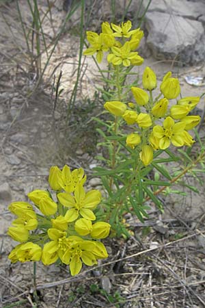 Haplophyllum patavinum \ Padua-Haplophyllum, Kroatien Drniš 2.6.2008