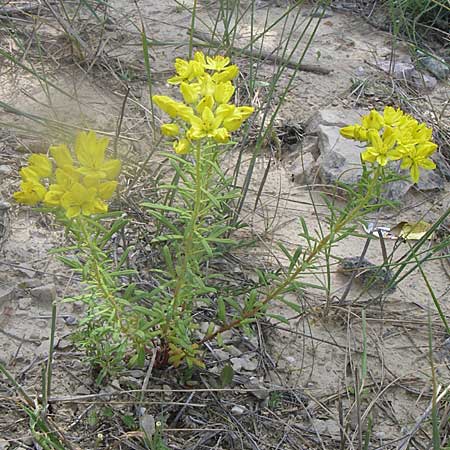 Haplophyllum patavinum \ Padua-Haplophyllum, Kroatien Drniš 2.6.2008