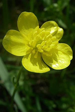 Ranunculus sardous \ Sardischer Hahnenfu, Rauher Hahnenfu / Hairy Buttercup, Kroatien/Croatia Drniš 2.6.2008