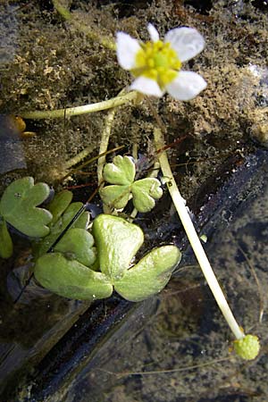 Ranunculus peltatus ? \ Schild-Wasser-Hahnenfu / Pond Water Crowfoot, Kroatien/Croatia Šibenik 3.6.2008