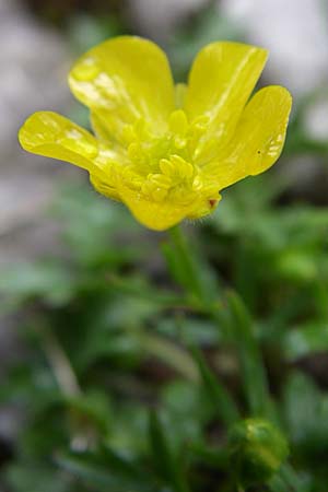 Ranunculus montanus \ Berg-Hahnenfu, Kroatien Velebit Zavizan 4.6.2008