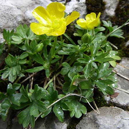 Ranunculus montanus \ Berg-Hahnenfu, Kroatien Velebit Zavizan 4.6.2008