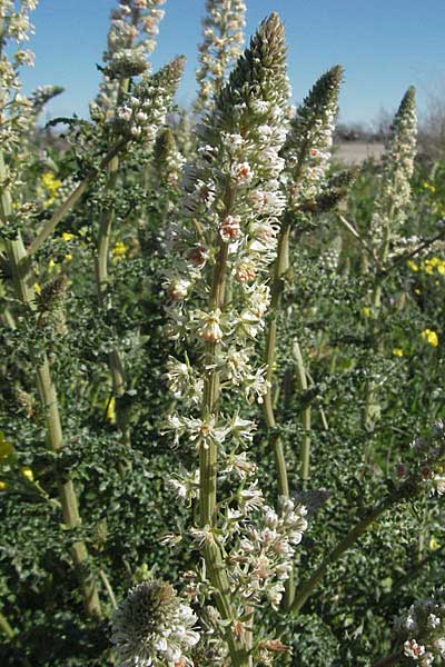 Reseda alba / White Mignonette, Croatia Hvar, Stari Grad 7.4.2006