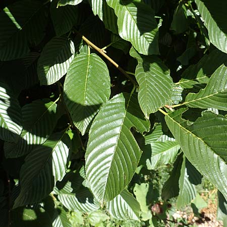 Rhamnus fallax / Carniolan Buckthorn, Croatia Učka 12.8.2016