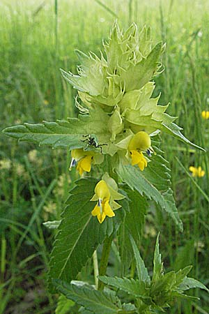 Rhinanthus serotinus \ Groer Klappertopf, Kroatien Velebit 31.5.2006