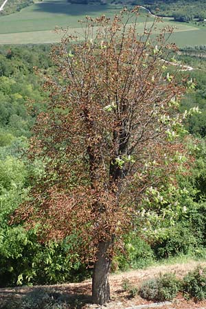 Aesculus hippocastanum \ Ross-Kastanie / Horse Chestnut, Kroatien/Croatia Istrien/Istria, Motovun 11.8.2016