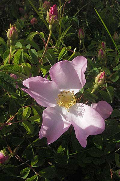 Rosa spec5 ? \ Rose, Kroatien Istrien, Poreč 26.5.2006