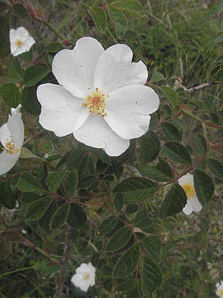 Rosa sempervirens \ Immergrne Rose / Evergreen Rose, Kroatien/Croatia Istrien/Istria, Gračišće 27.5.2006