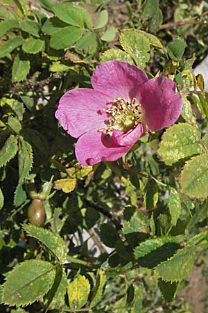 Rosa pendulina \ Alpen-Heckenrose / Alpine Rose, Kroatien/Croatia Velebit Zavizan 17.7.2007