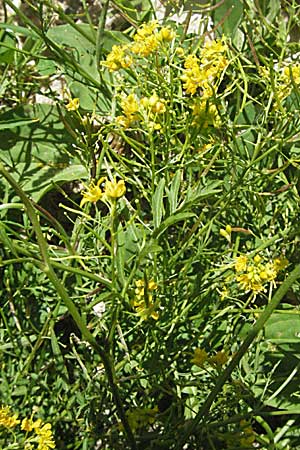 Rorippa sylvestris \ Wilde Sumpfkresse / Creeping Yellow-Cress, Kroatien/Croatia Gola Plješevica 18.7.2007