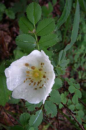 Rosa spinosissima / Burnet Rose, Croatia Velebit 3.6.2008