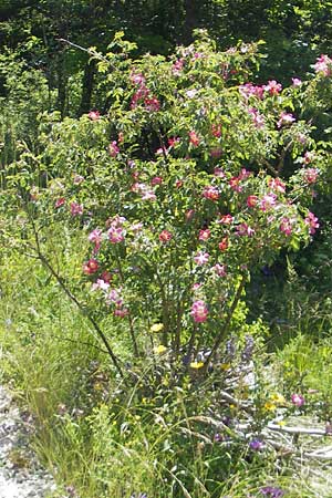 Rosa rubiginosa \ Wein-Rose / Sweet Briar, Kroatien/Croatia Učka 28.6.2010